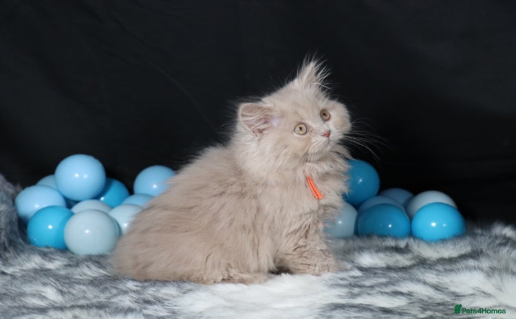 British Longhair cats - Advert 2