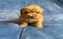 Cavapoo dogs for sale: Gorgeous cavapoo puppys - Image 15