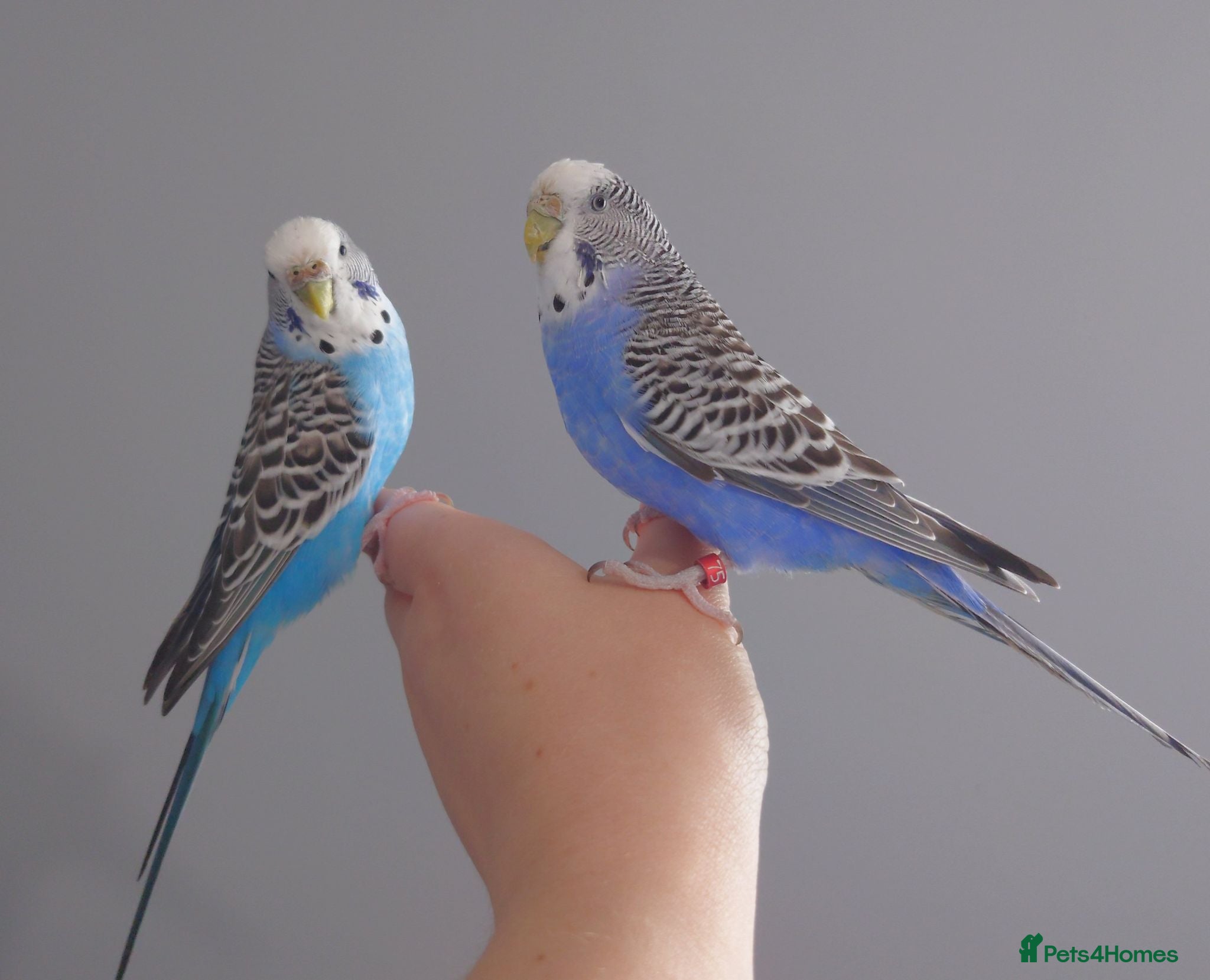 Mixed Breed birds Hand tame pair of budgies and semi tame Quaker  - Advert 1