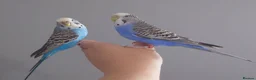 Mixed Breed birds for sale: Hand tame pair of budgies and semi tame Quaker  - Advert 1
