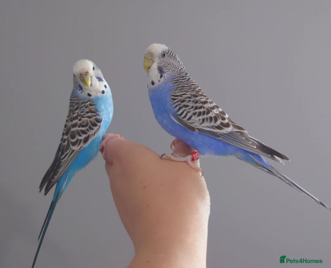 Mixed Breed birds for sale: Hand tame pair of budgies and semi tame Quaker  - Advert 1