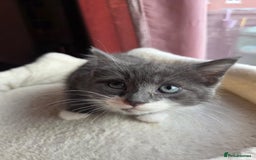 Russian Blue cats for sale: Blue Russian mixed - Image 4