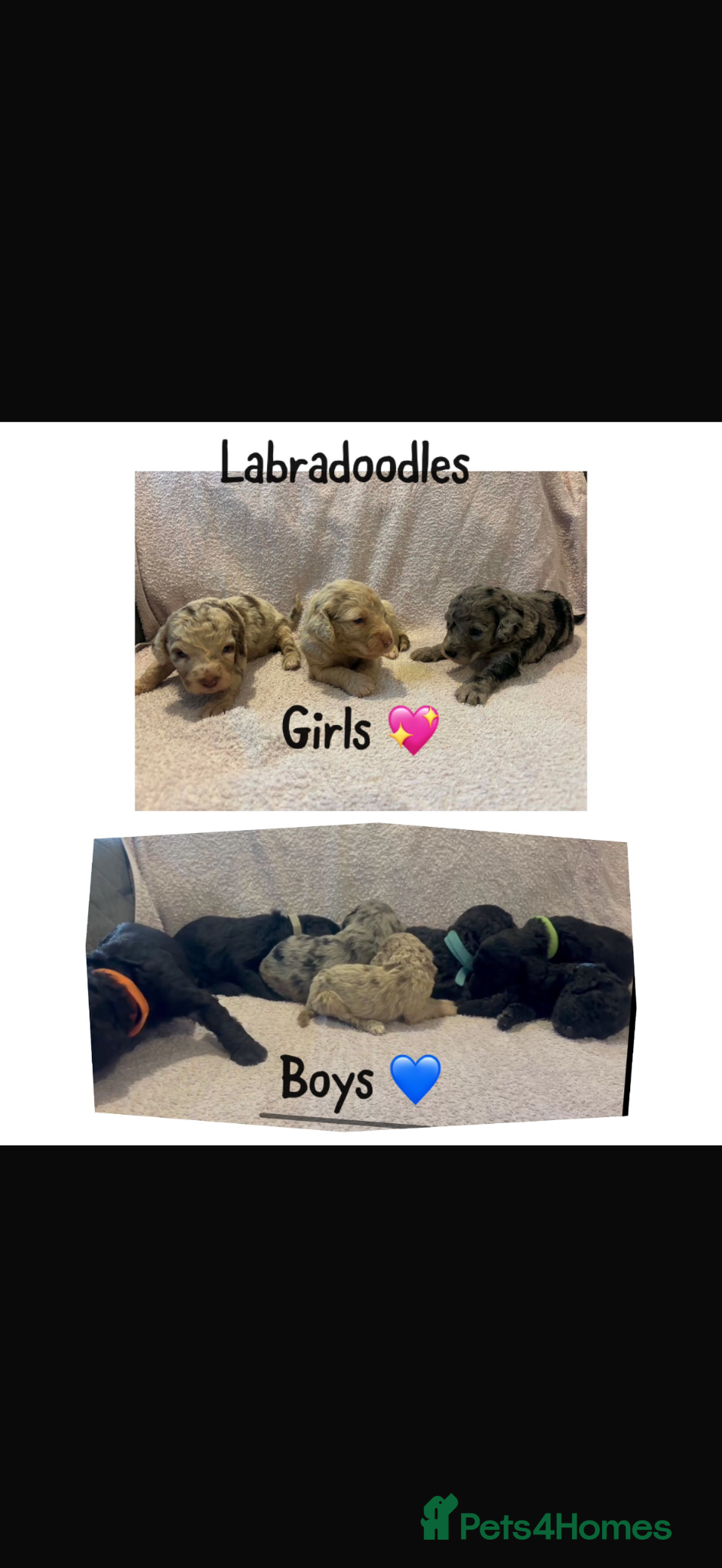 Labradoodle dogs Beautiful F1B labradoodle puppies  - Advert 4