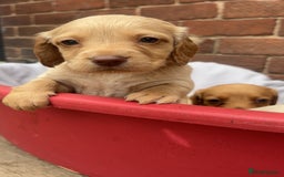 Mixed Breed dogs for sale: Beautiful Sprizla Puppies  - Image 14