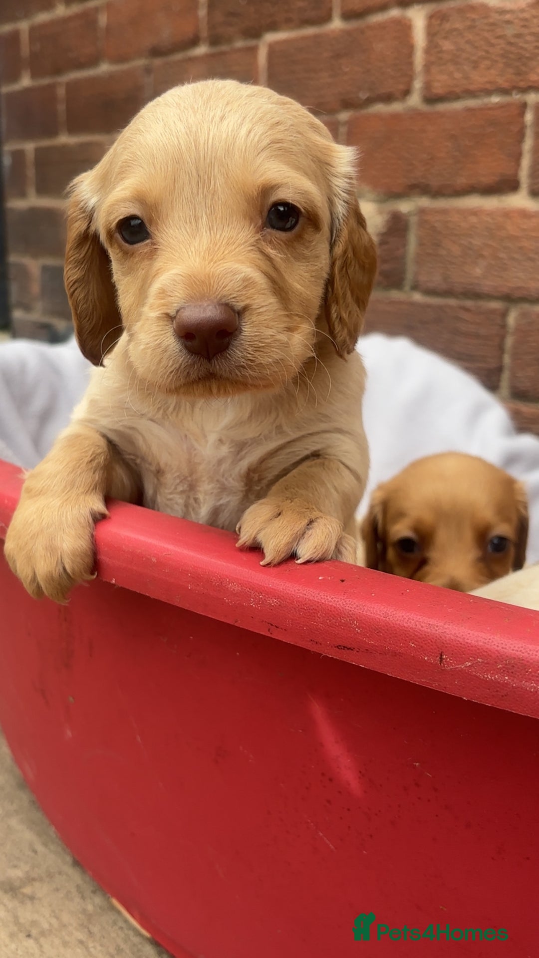Mixed Breed dogs for sale: Beautiful Sprizla Puppies  - Image 14