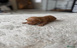 Labrador Retriever dogs for sale: Fox Red Labradors - Image 16
