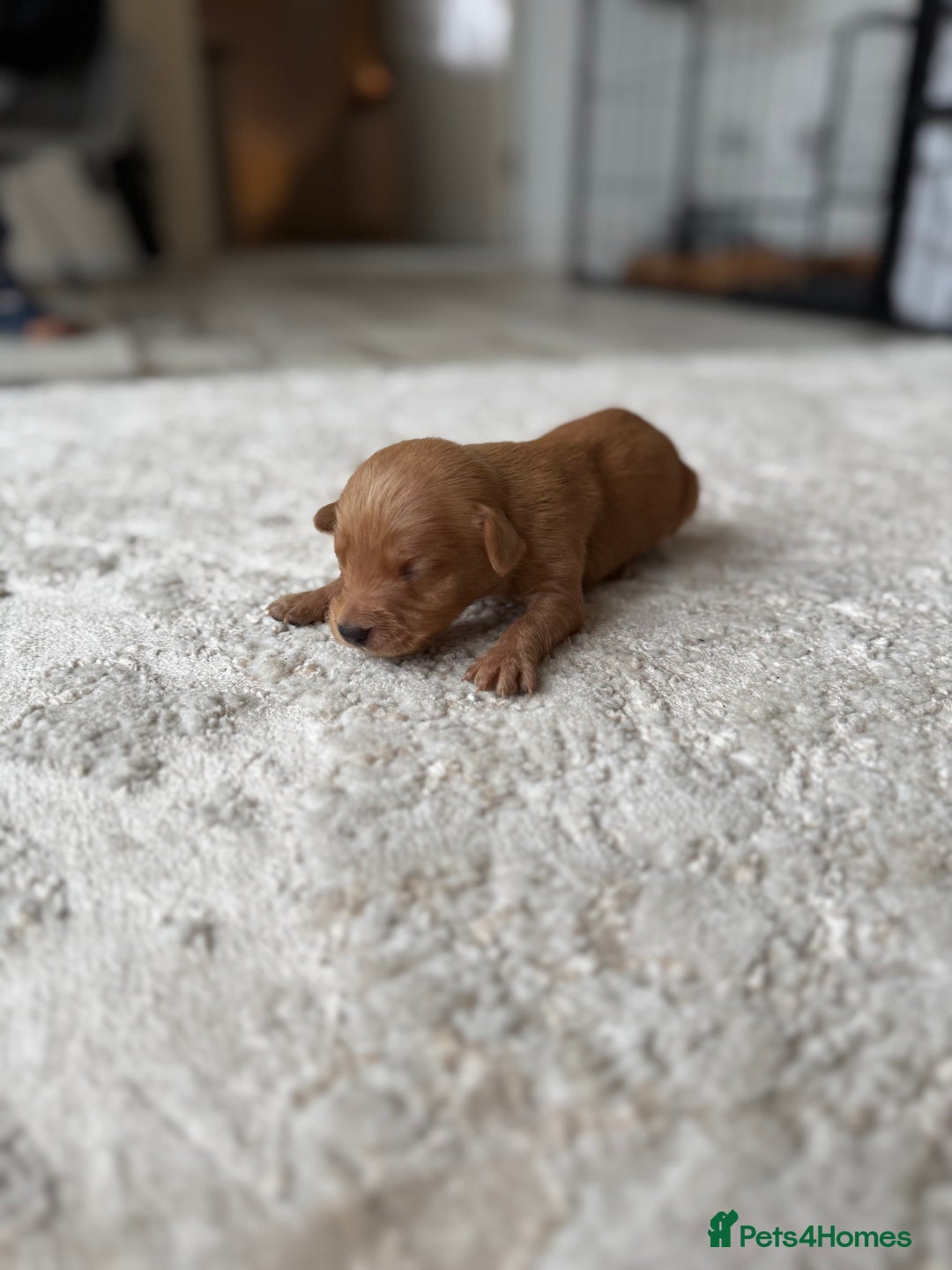 Labrador Retriever dogs for sale: Fox Red Labradors - Image 16