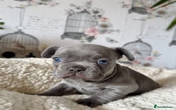French Bulldog dogs for sale: French bulldog puppies health clear last boy in Hastings - Image 10