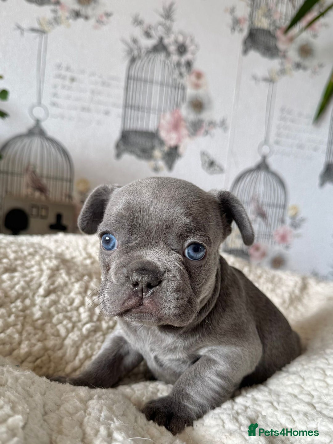 French Bulldog dogs for sale: French bulldog puppies health clear last boy in Hastings - Image 10