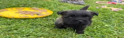 Cairn Terrier dogs for sale: Beautiful KC Reg Cairn Terrier Puppies 🐾  - Advert 15