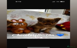 Chihuahua dogs for sale: Chihuahua puppies  - Image 5