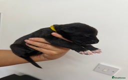 Mixed Breed dogs for sale: Weimaraner / German Shepherd puppies - Advert 6