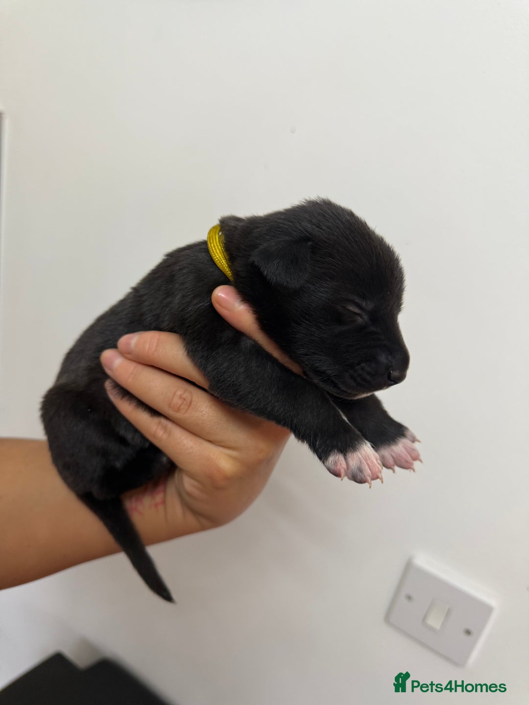 Mixed Breed dogs for sale: Weimaraner / German Shepherd puppies - Advert 6