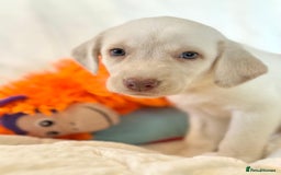 Labrador Retriever dogs for sale: KC Reg Fully Health Tested Labrador Pups - Image 15