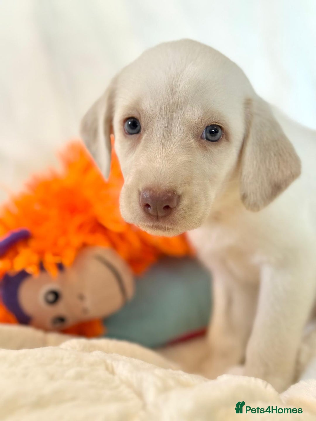 Labrador Retriever dogs for sale: KC Reg Fully Health Tested Labrador Pups - Image 15