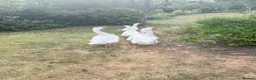 Geese poultry for sale: Geese/Gander - Advert 5