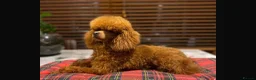 Cavapoo dogs for sale: Ms penelope henshaw in Waltham Cross - Advert 12