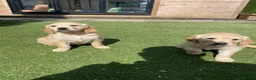 Golden Retriever dogs for sale: 1 Beautiful Golden Retriever Girl Left 😍🩷 - Advert 9