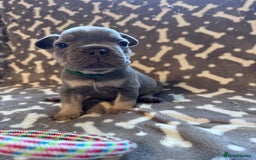 French Bulldog dogs for sale: Adorable French bulldog puppies!!🐶  - Image 7