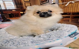 Pomeranian dogs for sale: Pom puppys with Kc reg , pedigree for sale - Image 15