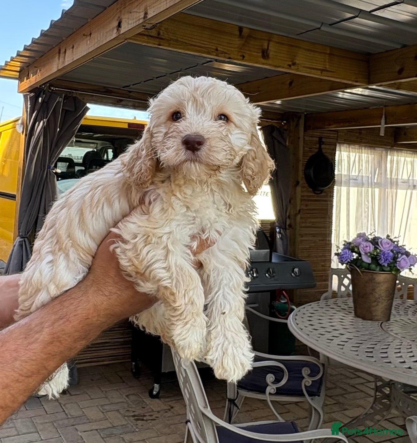 Cockapoo dogs  F1 miniature cockapoo puppies ready to leave  - Advert 1