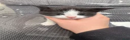 Mixed Breed cats for sale: KITTENS FOR SALE  - Advert 10