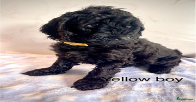 Cockapoo dogs - Advert 5