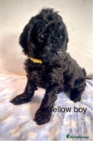 Cockapoo dogs - Advert 1