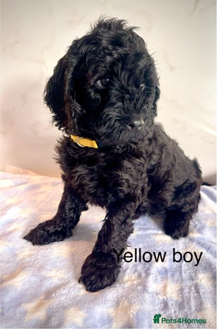 Cockapoo dogs - Advert 3