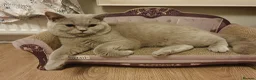 Mixed Breed cats for sale: 🐱 Bshxpersian cute kittens 🥰 - Advert 28