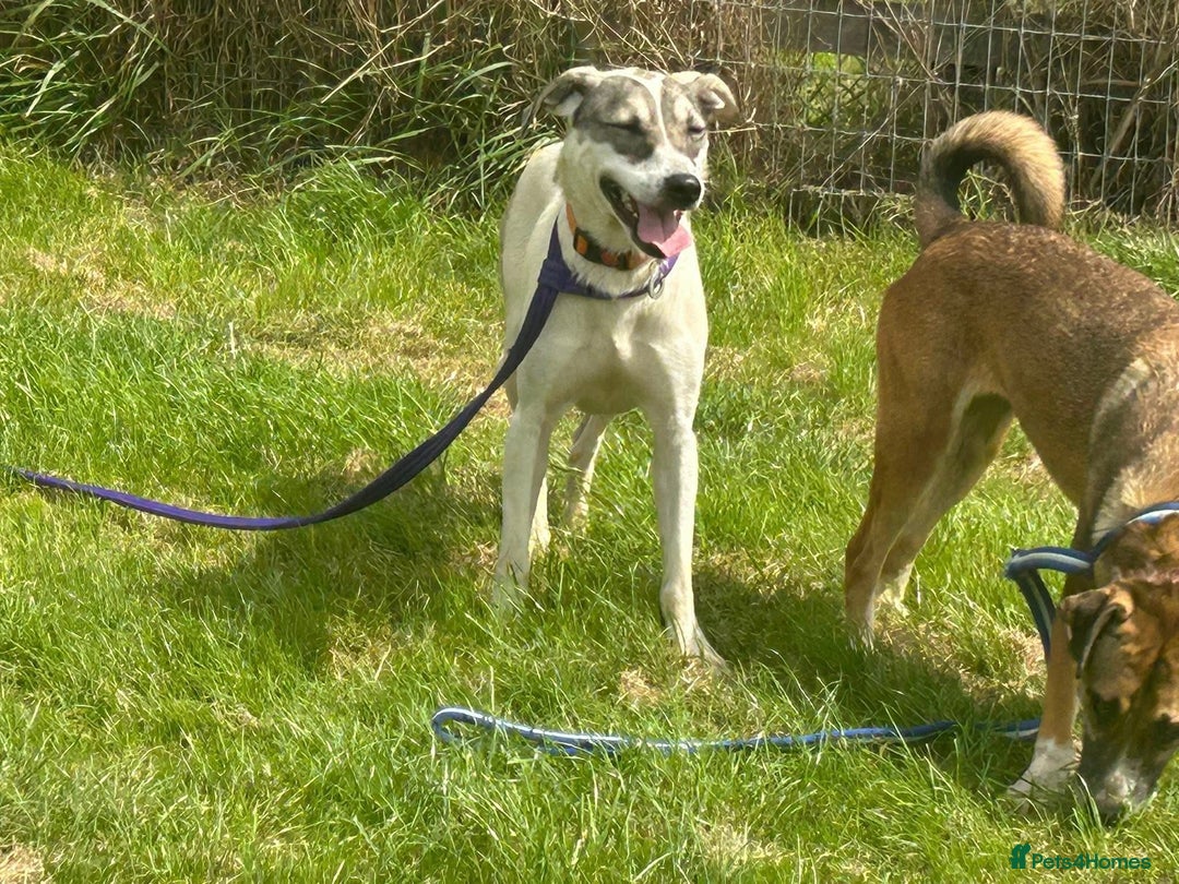 Mixed Breed dogs for adoption: Lotty (2) Norwich Norfolk  - Image 7