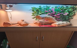 Bearded Dragon reptiles for sale: Male bearded dragon and setup - Image 6