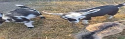 Goats livestock for sale: YOGA pygmy goats DISBUDDED, BOTTLE FED - Advert 2