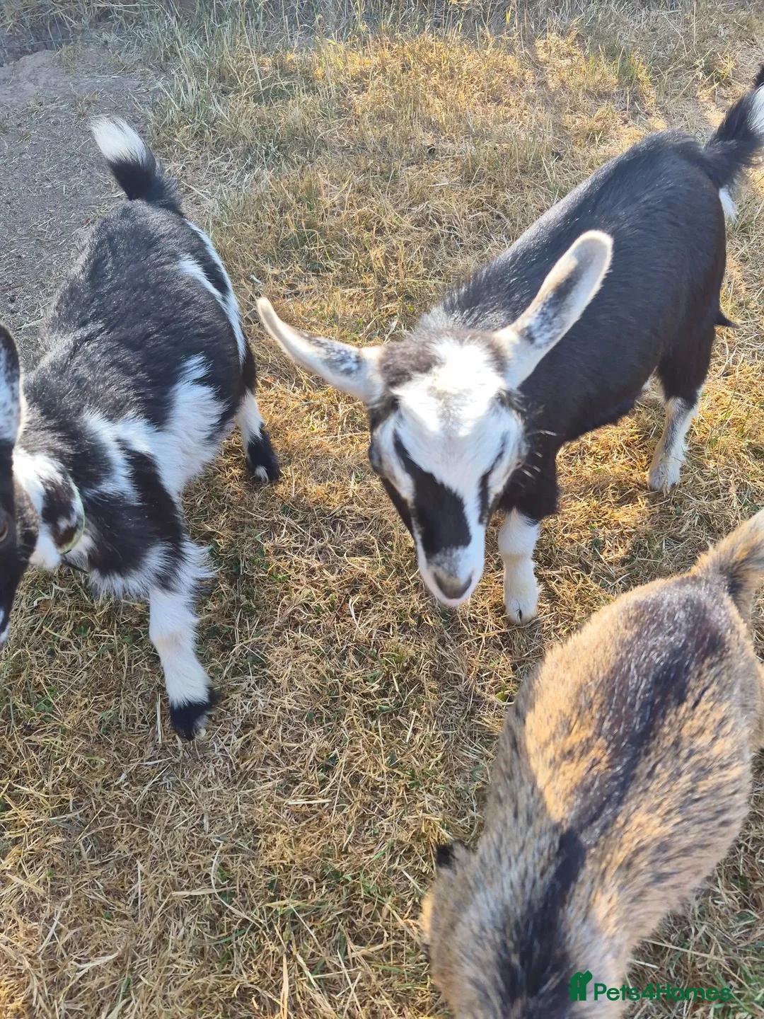 Goats livestock for sale: YOGA pygmy goats DISBUDDED, BOTTLE FED - Advert 2