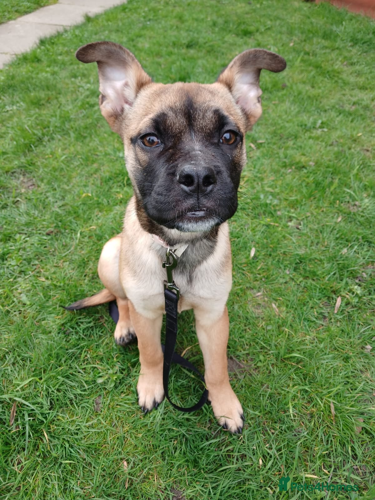 Mixed Breed dogs Beautiful cross  - Advert 5