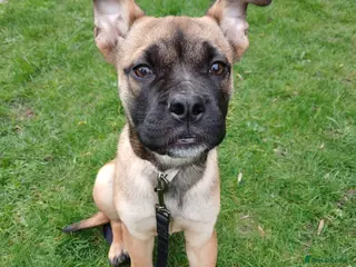 Mixed Breed dogs Beautiful cross - Advert 18