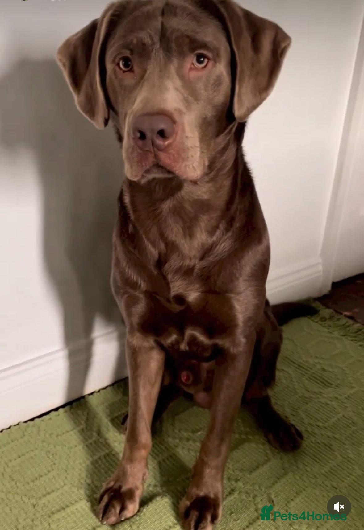 Labrador Retriever dogs Hugo The Silver Labrador - Advert 3