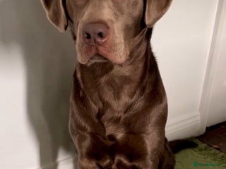 Labrador Retriever dogs Hugo The Silver Labrador - Advert 21