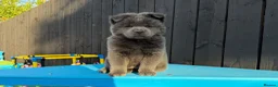 Chow Chow dogs for sale: Stunning Exotic colour chowski puppies for sale - Advert 24