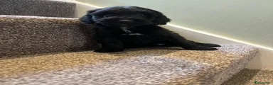 Cockapoo 2