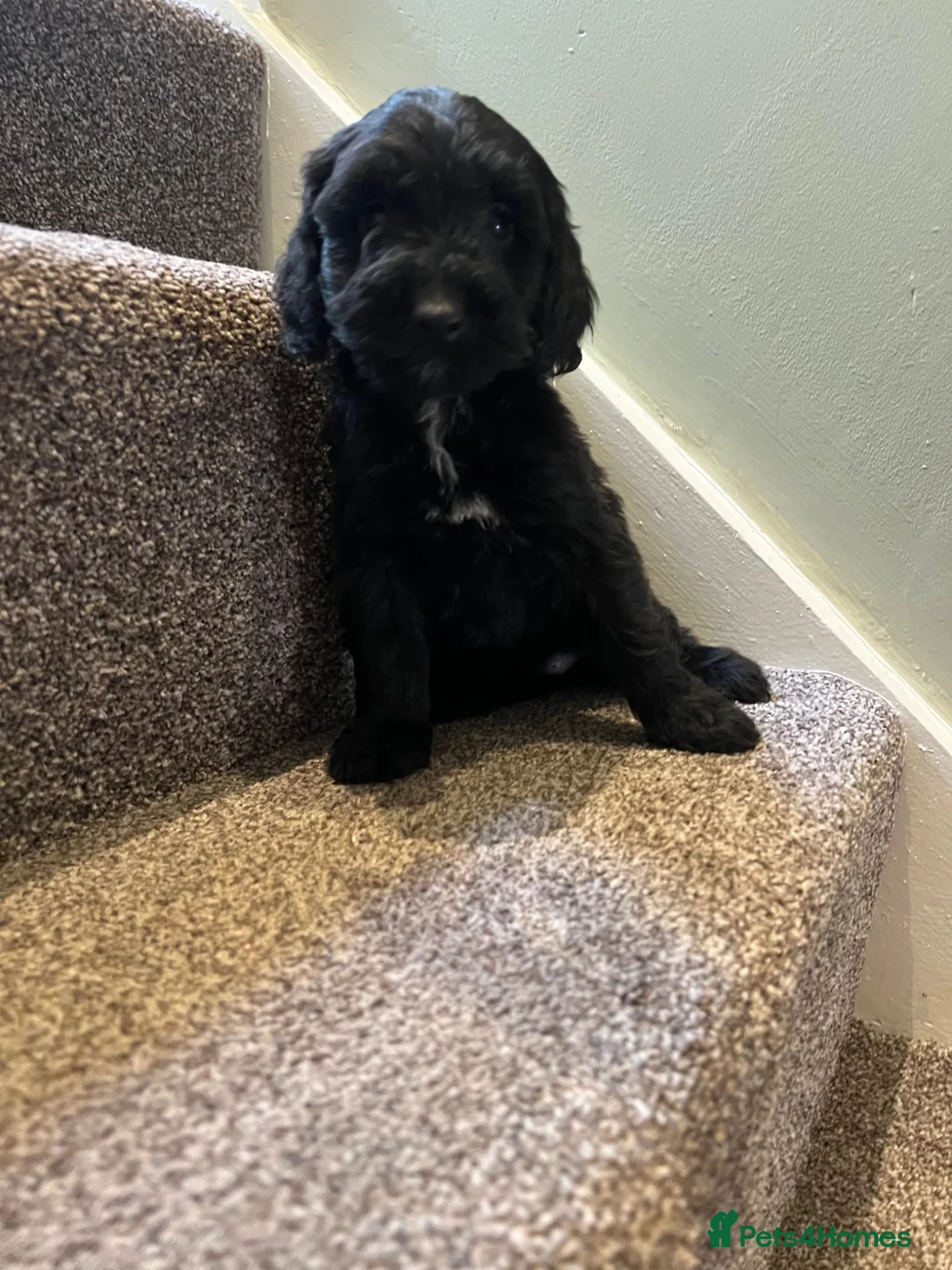 Cockapoo dogs for sale: Lovely litter of black F2 cockapoos  - Advert 2