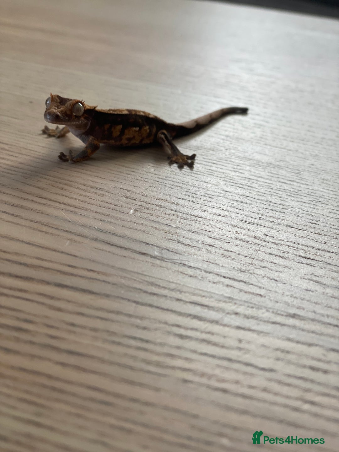 Gecko reptiles for sale: Crested gecko - Image 5