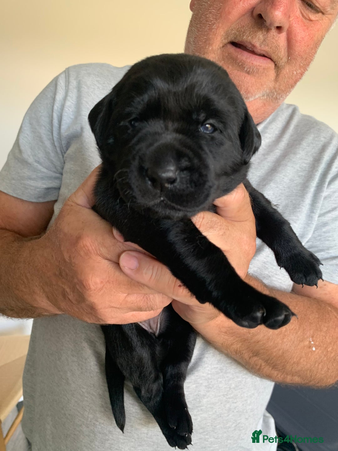 Labrador Retriever dogs for sale: 5* breeder🐾beautiful glossy black puppies ❤️  - Image 19