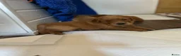 Golden Retriever dogs for sale: Beautiful dark red golden retriever puppies  - Advert 4