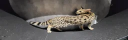 Savannah cats for sale: Stunning rare F2 Savannah - One Remaining! - Advert 2