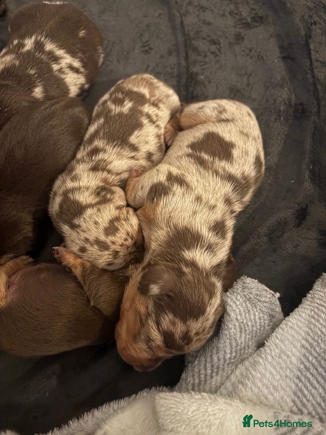 Dachshund dogs for sale: Dachshunds for Sale - Advert 11