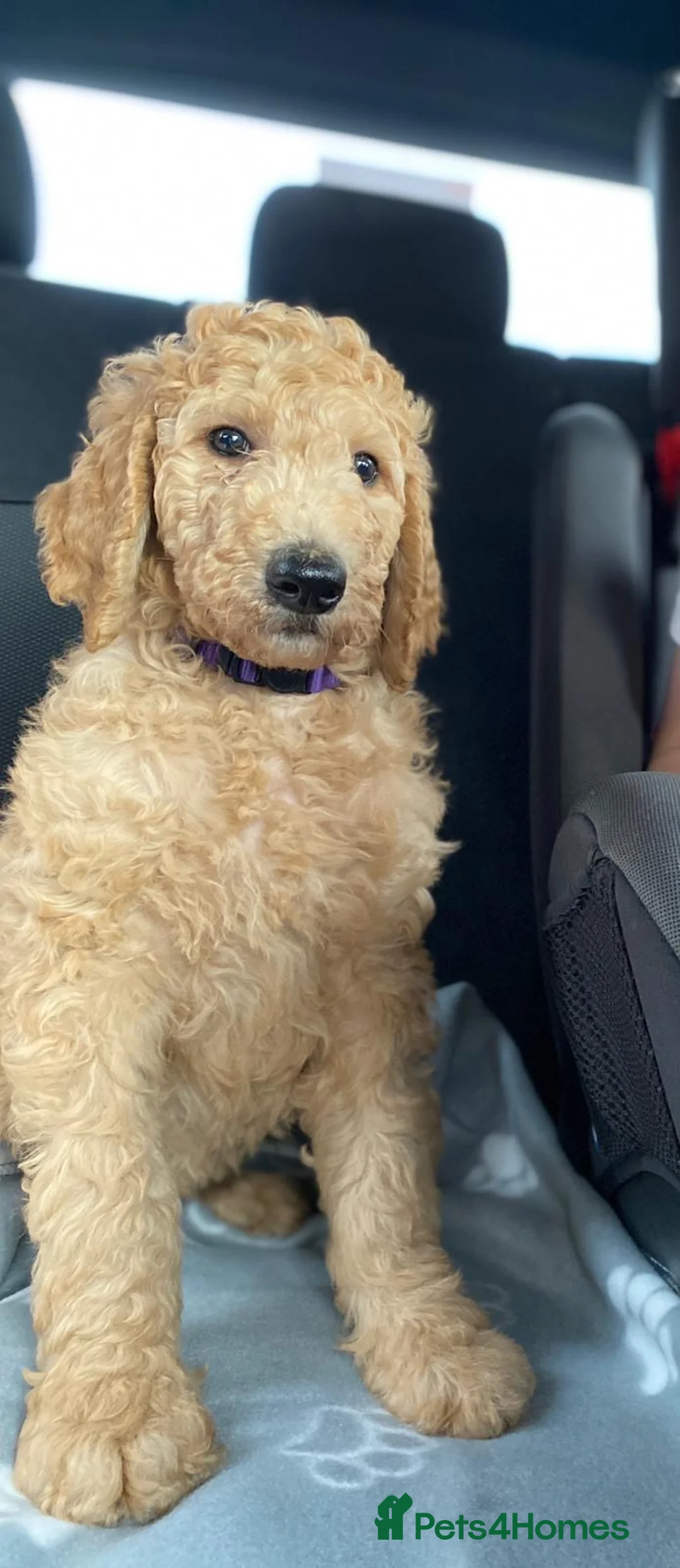 Standard Poodle dogs for stud: KC Registered standard poodle stud - Advert 9