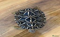 Tortoise reptiles for sale: Indian Star Tortoises - Image 2