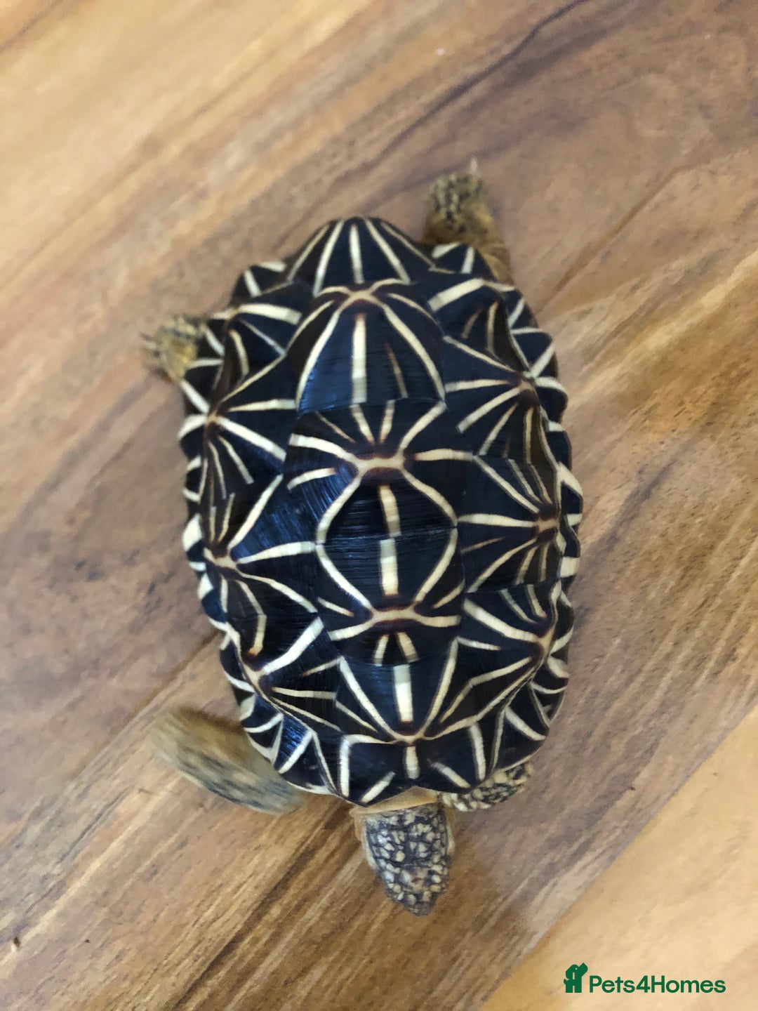 Tortoise reptiles for sale: Indian Star Tortoises - Image 2