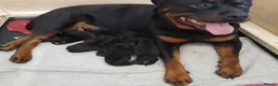 Rottweiler dogs for sale: Territory-Smart Tails & Watchful Souls-Rottweilers in Northampton - Advert 12